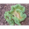 Sedum Cristata