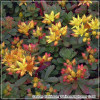 Sedum floriferum