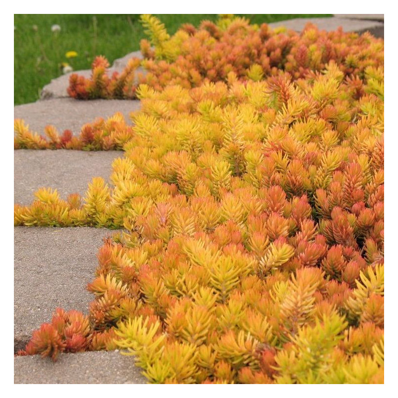 Sedum Angelina
