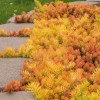 Sedum Angelina