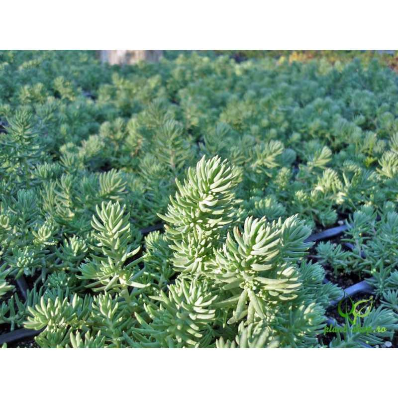 Sedum Blue Spruce