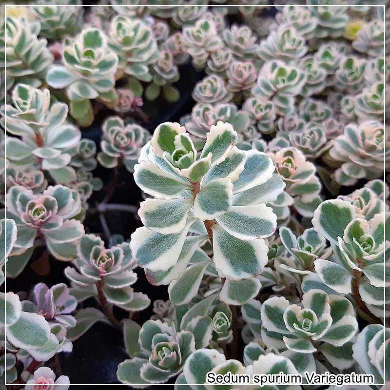 Sedum spurium Variegatum