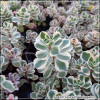 Sedum spurium Variegatum