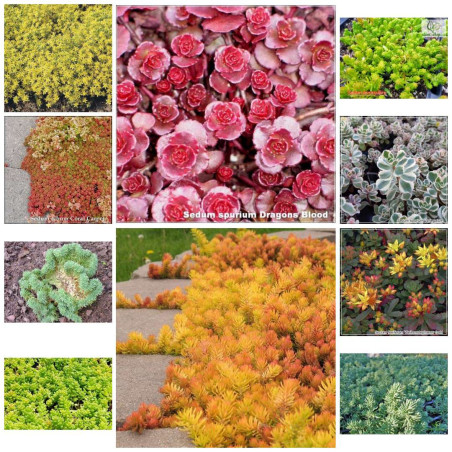 Pachet Sedum 10 plante mix