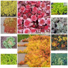 Pachet Sedum 10 plante mix