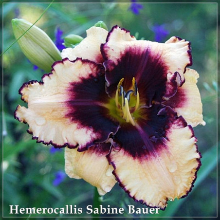 Hemerocallis Sabine Bauer