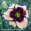 Crin de zi - Hemerocallis Sabine Bauer