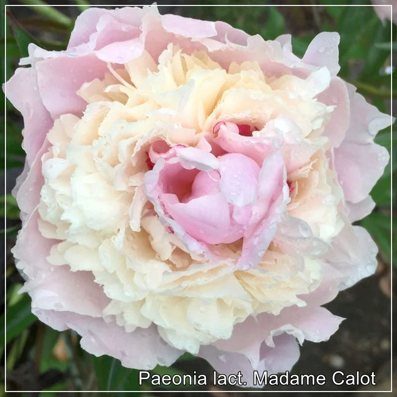 Paeonia Madame Calot