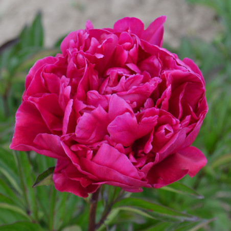 Bujor Louis van Houtte