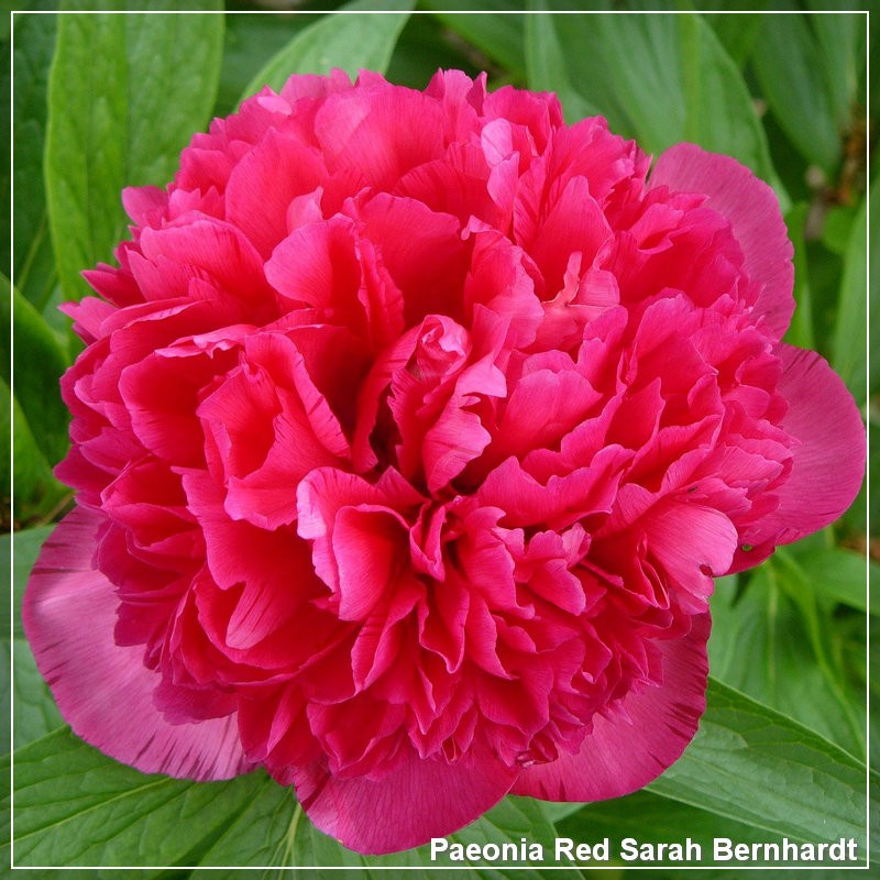 Paeonia Red Sarah Bernhardt