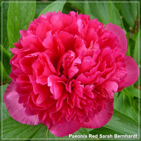 Paeonia Red Sarah Bernhardt