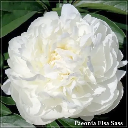 Bujor Elsa Sass - Flori Albe Parfumate | plant-shop.ro