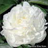 Bujor Elsa Sass - Flori Albe Parfumate | plant-shop.ro
