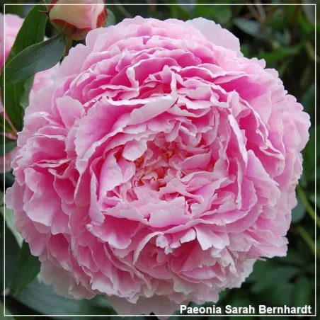Paeonia Sarah Bernhardt