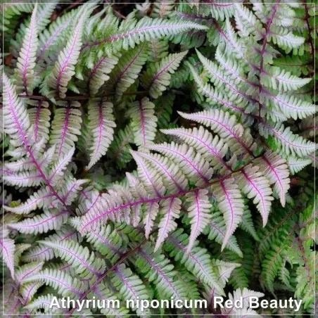 Athyrium Red Beauty