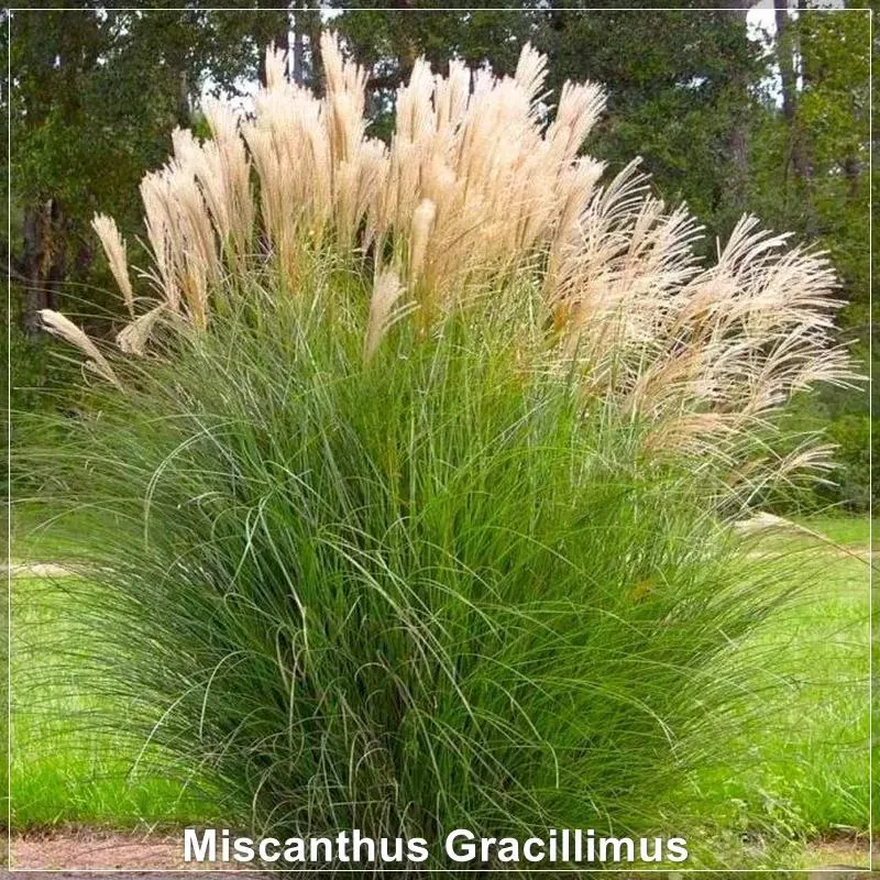 Miscanthus Gracillimus