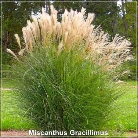 Miscanthus Gracillimus