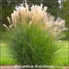 Miscanthus Gracillimus