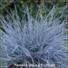 Festuca Eisvogel