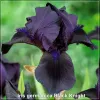 Iris Black Knight