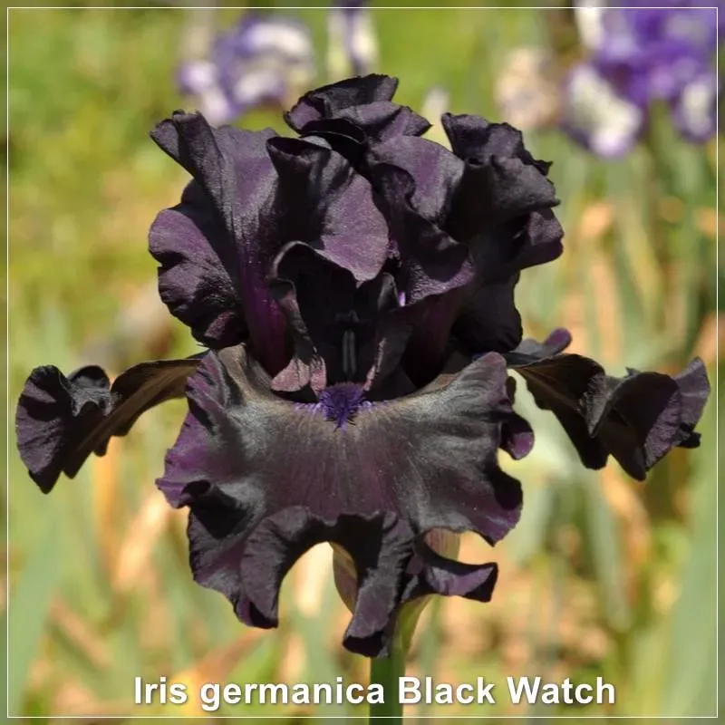 Stanjenel Iris germanica Black Watch - flori bordo
