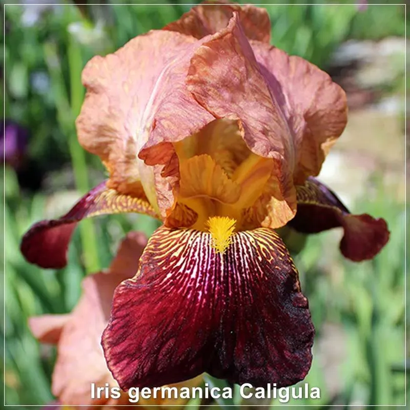 Iris Caligula