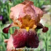 Iris Caligula