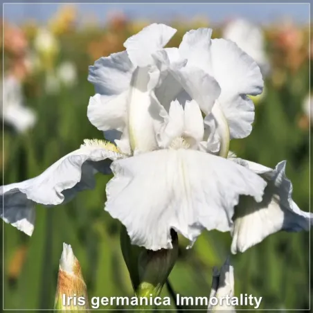 Stanjenel Iris germanica Immortality - Flori Albe