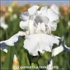 Stanjenel Iris germanica Immortality - Flori Albe