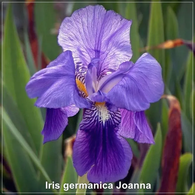 Iris Joanna