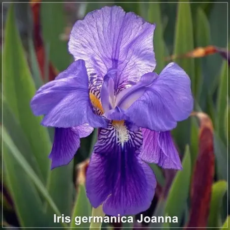 Iris Joanna