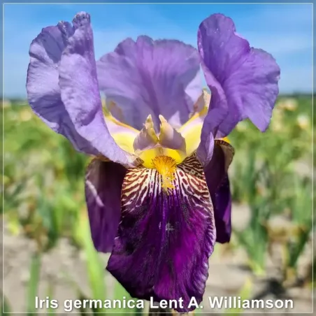 Iris Lent A Williamson