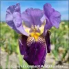 Iris Lent A Williamson