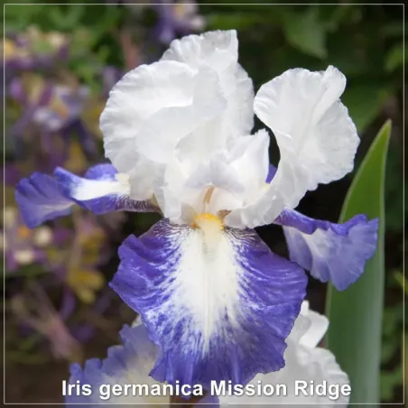 Iris Mission Ridge
