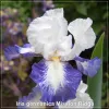 Iris Mission Ridge
