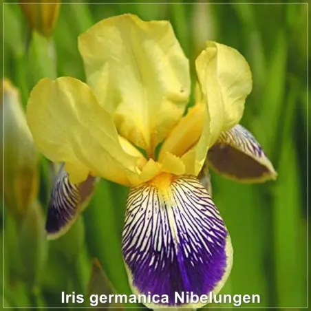 Iris Nibelungen