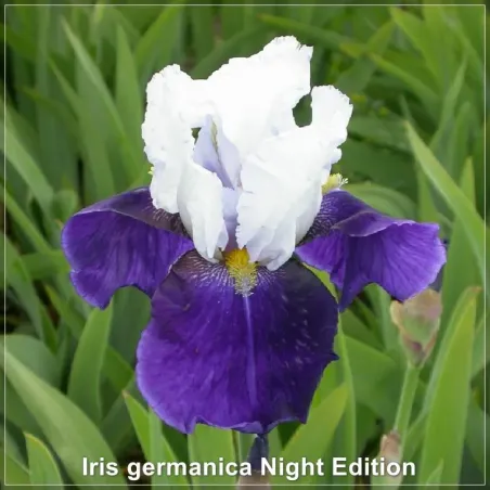 Iris Night Edition