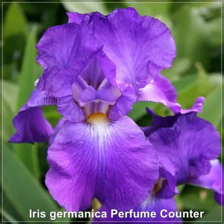 Iris Perfume Counter
