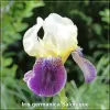 Iris Salonique