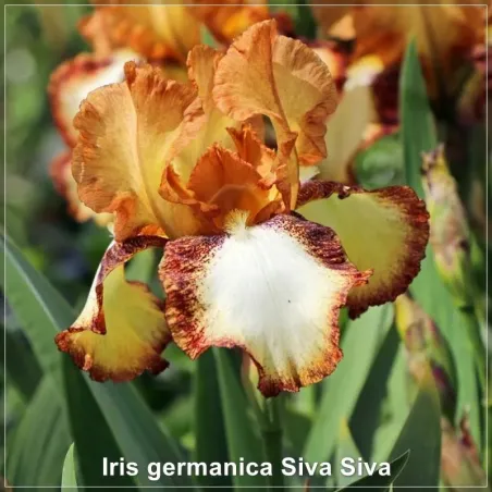 Iris Siva Siva