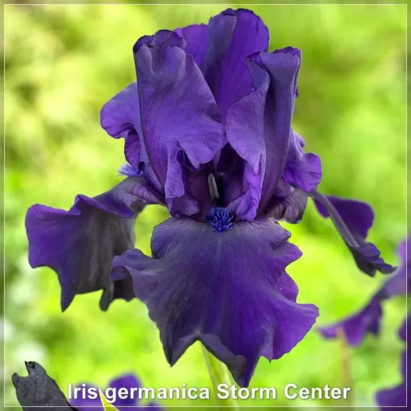 Iris Storm Center