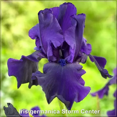 Iris Storm Center