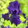 Iris Storm Center