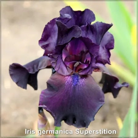 Iris Superstition