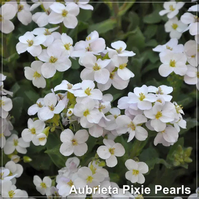 Aubrieta Pixie Pearls