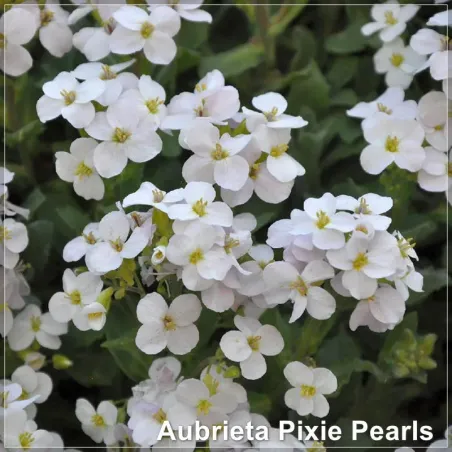 Aubrieta Pixie Pearls
