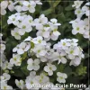 Aubrieta Pixie Pearls