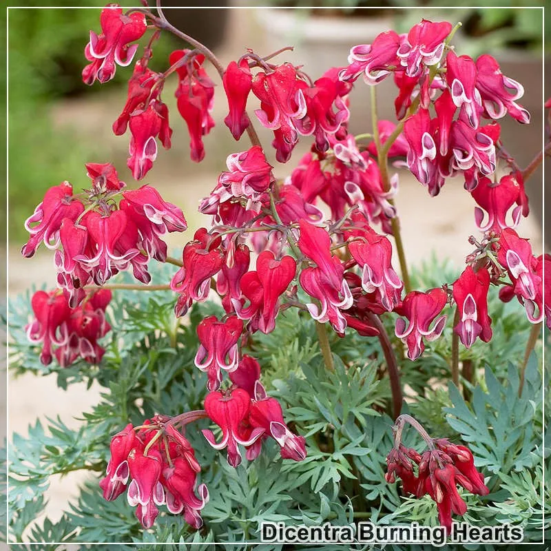 Dicentra Burning Hearts