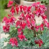 Cerceii doamnei (Dicentra Burning Hearts)