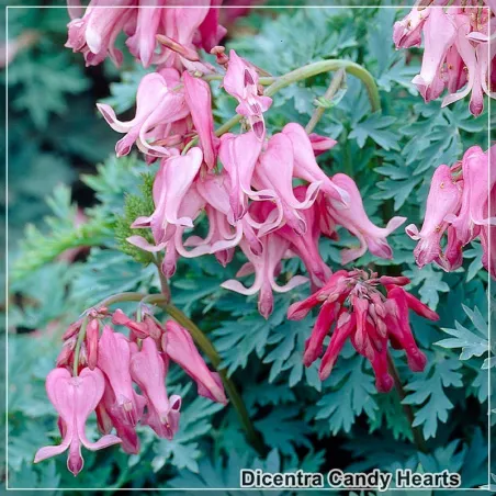 Dicentra Candy Hearts